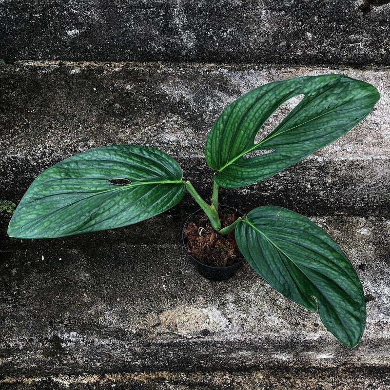 Monstera Pinnatipartia