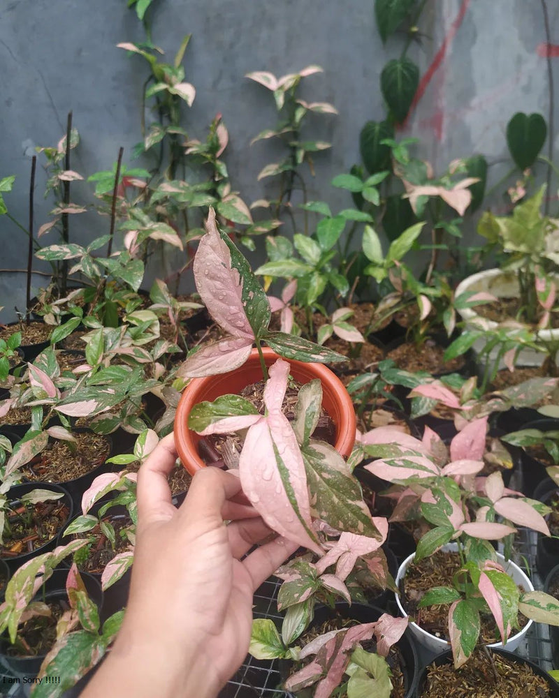 12 Syngonium Pink Splash