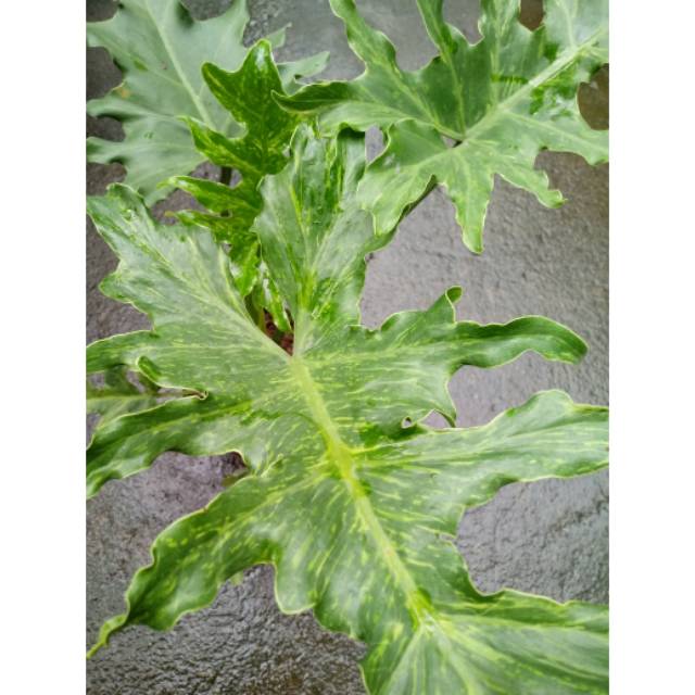 Philodendron Selloum Variegated