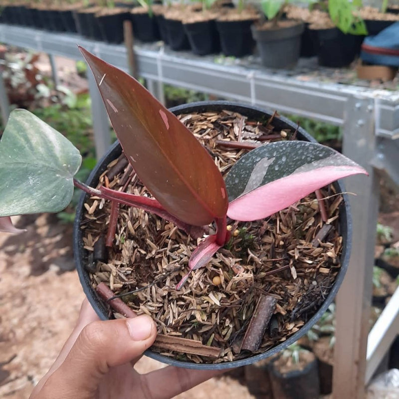 Philodendron Pink Princess