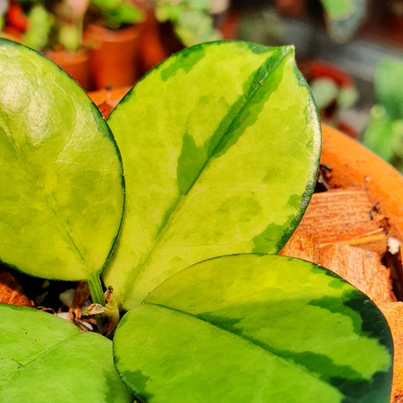 Hoya Australis Lisa