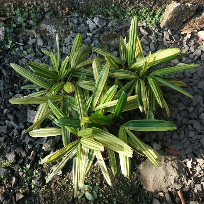 Rhapis Excelsa Variegated