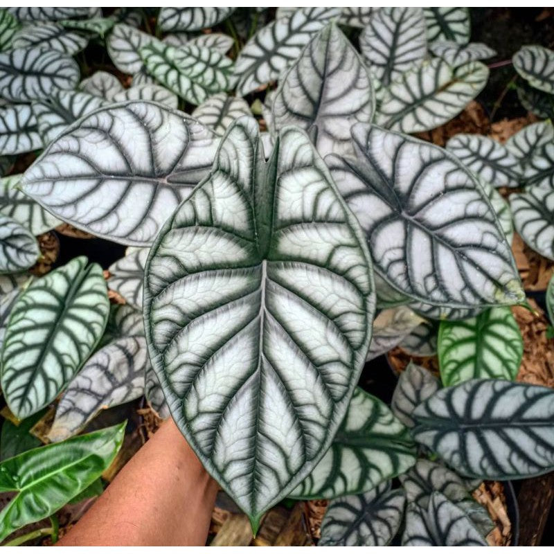 10 Tubers Alocasia Dragon silver