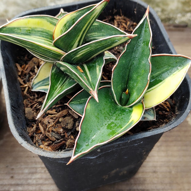 sansevieria samurai dwarf variegated