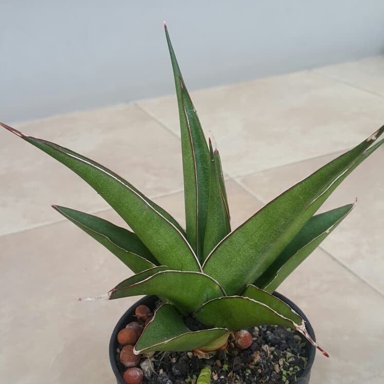 sansevieria hybrid pingui X srikaton