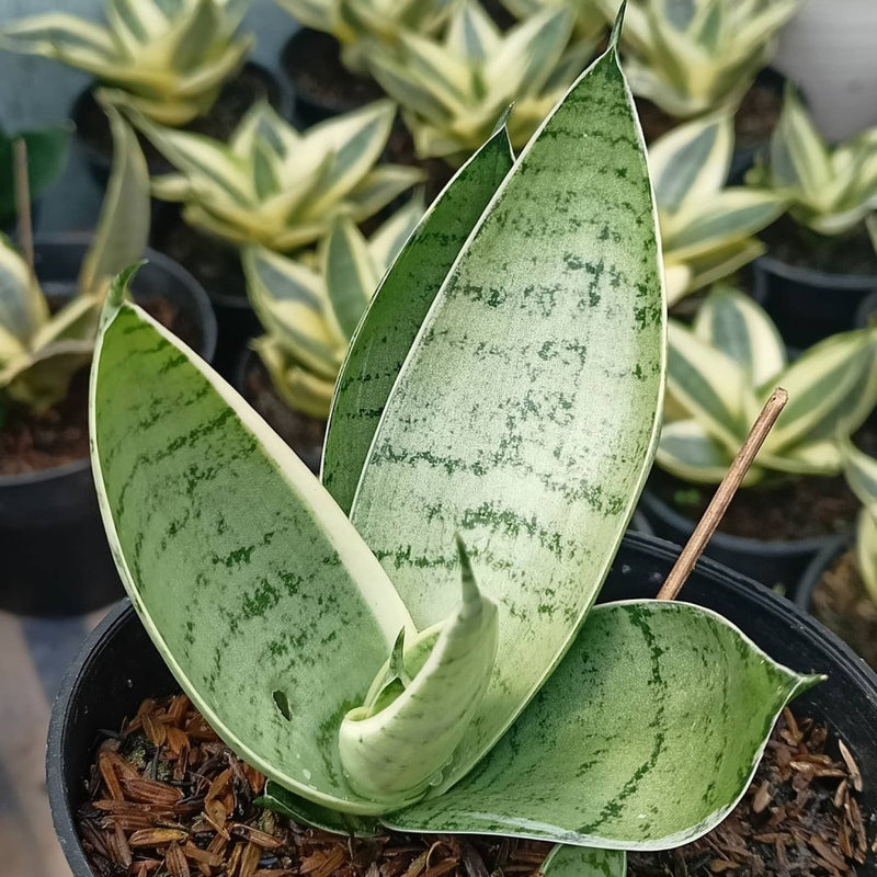 Sansevieria Hahni jade silver