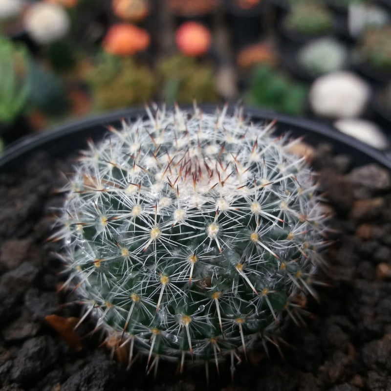 Mammillaria Hahniana Spp. Woodsii