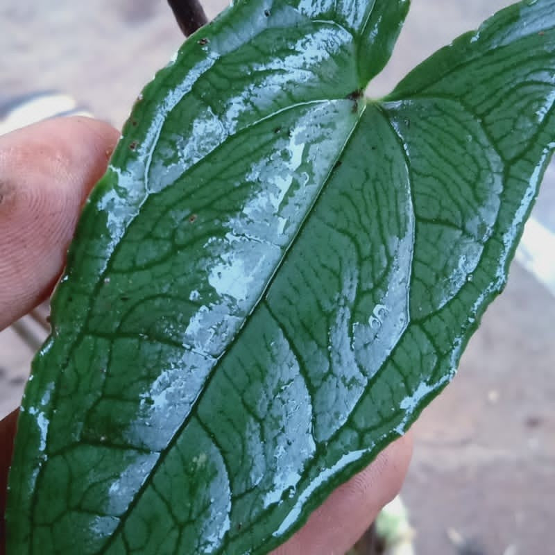 Syngonium Hapaline Appendiculata