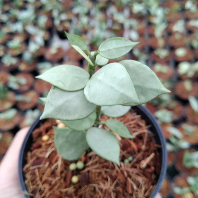 Hoya Lacunosa Silver Mint