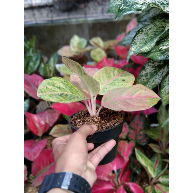 Aglaonema Emerald