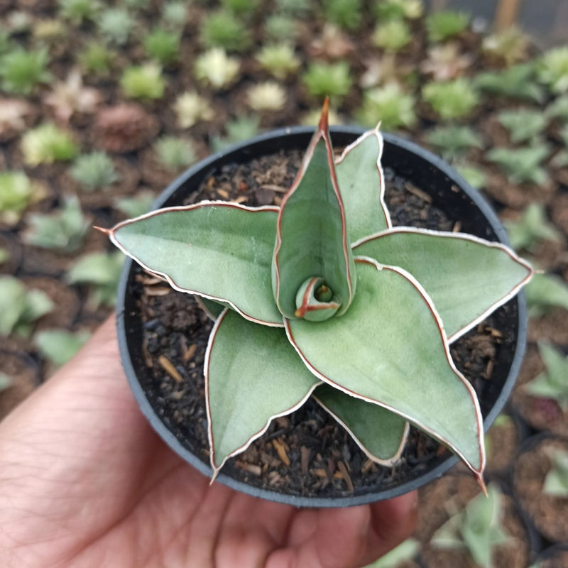 sansevieria blue leaf