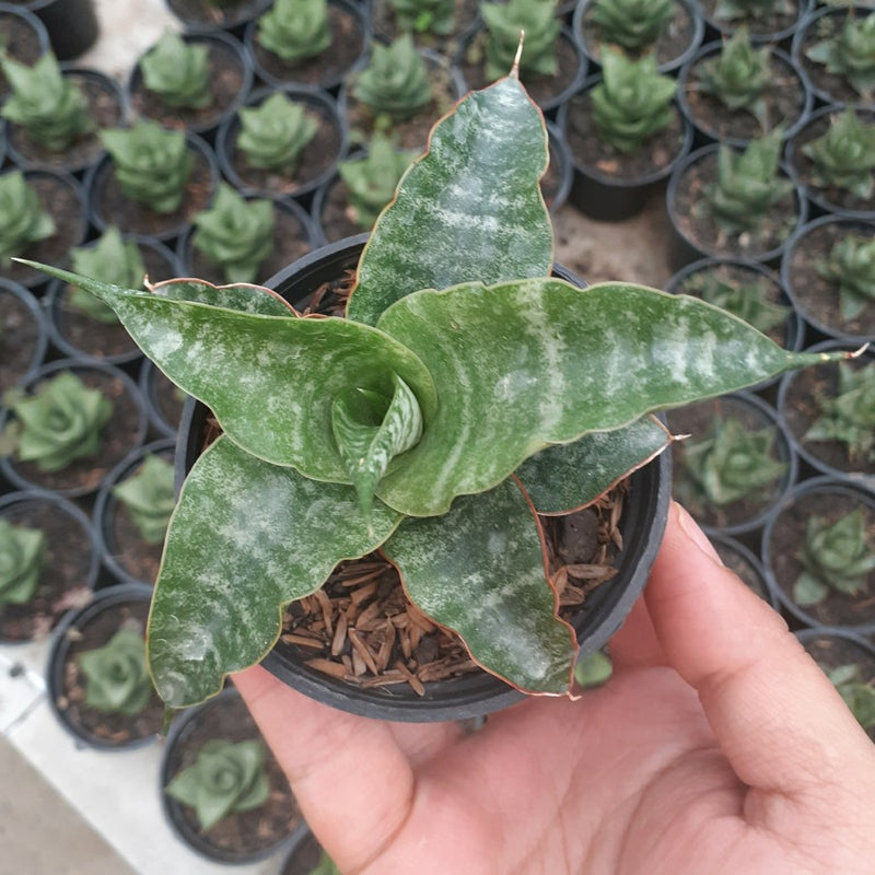 Sansevieria Blorong Hybrid