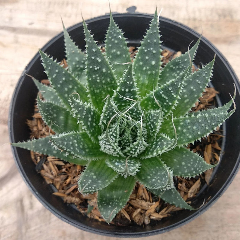 Aloe Aristata