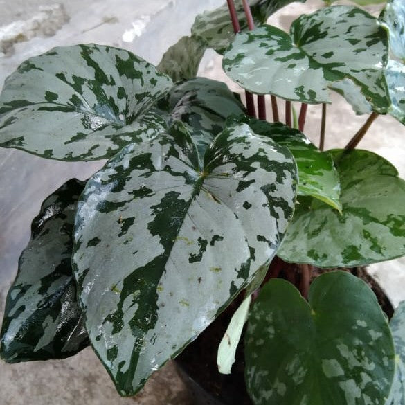 Homalomena Army SP SUMATRA