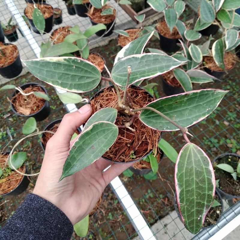 Hoya Macrophylla Albomarginata