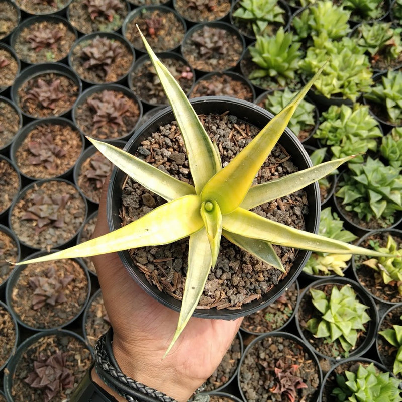 Sansevieria Gracillima