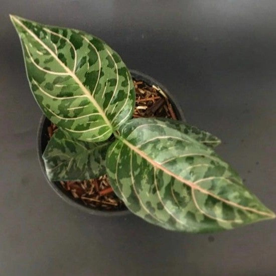 Aglaonema Rotundum X Tricolor