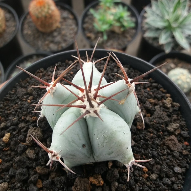 Echinocactus platyacanthus (seedling)