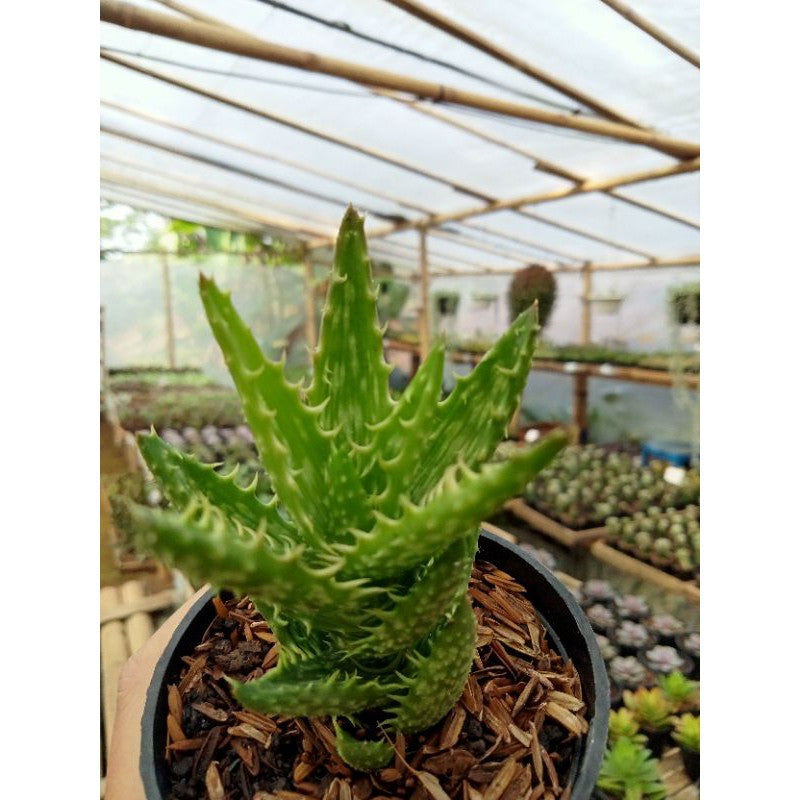 Aloe Juvenna