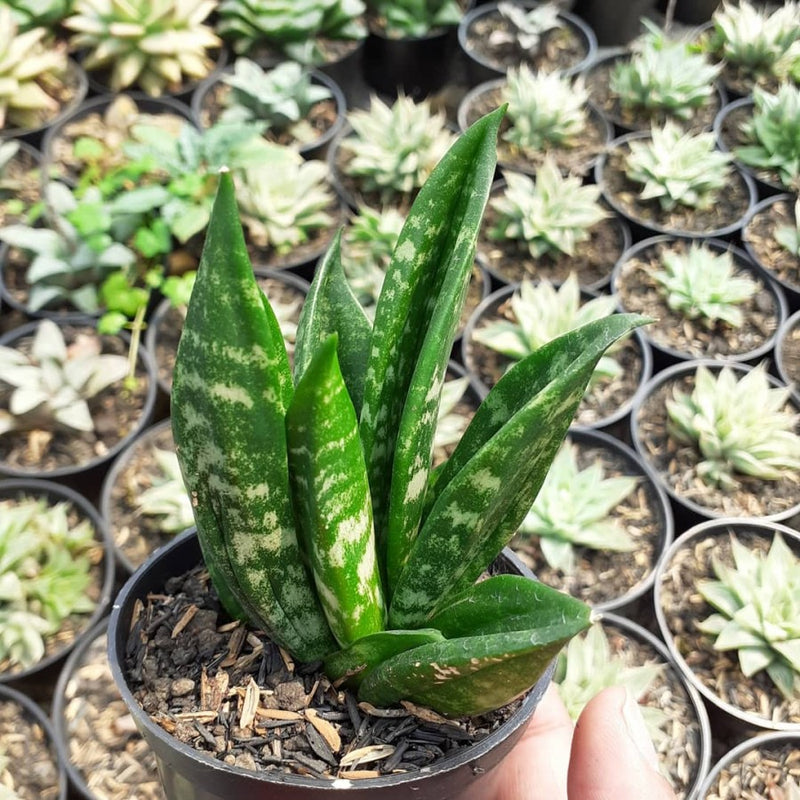 Sansevieria hahnii crested