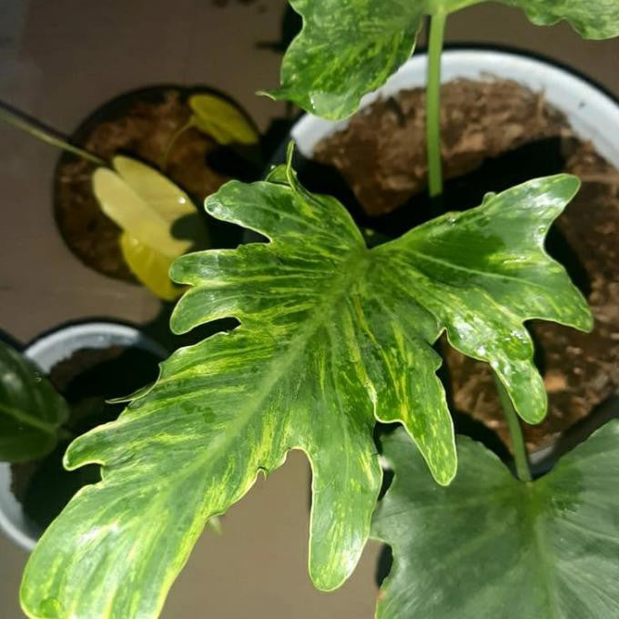 Philodendron Selloum Variegated