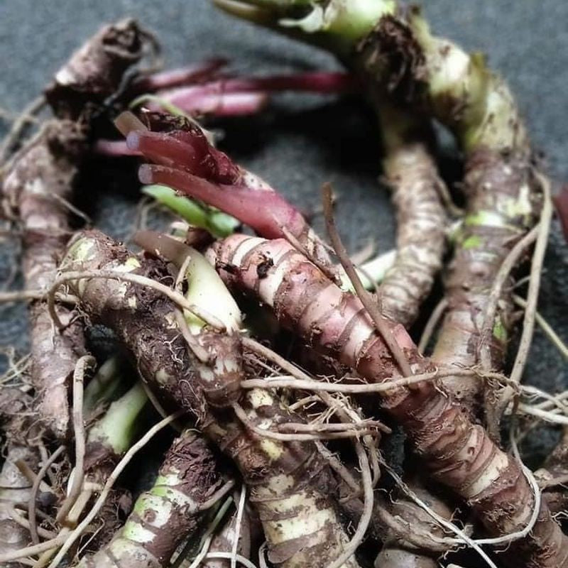 10 Tubers Alocasia Bisma