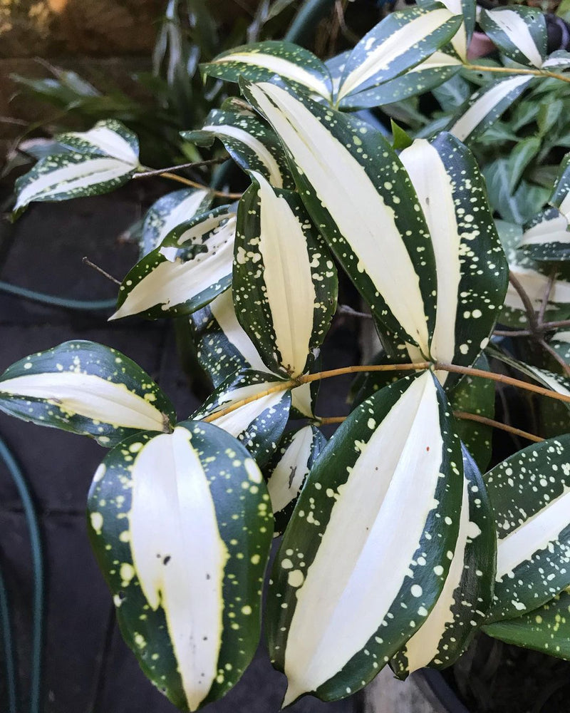 12 Dracaena Milky Way Variegated