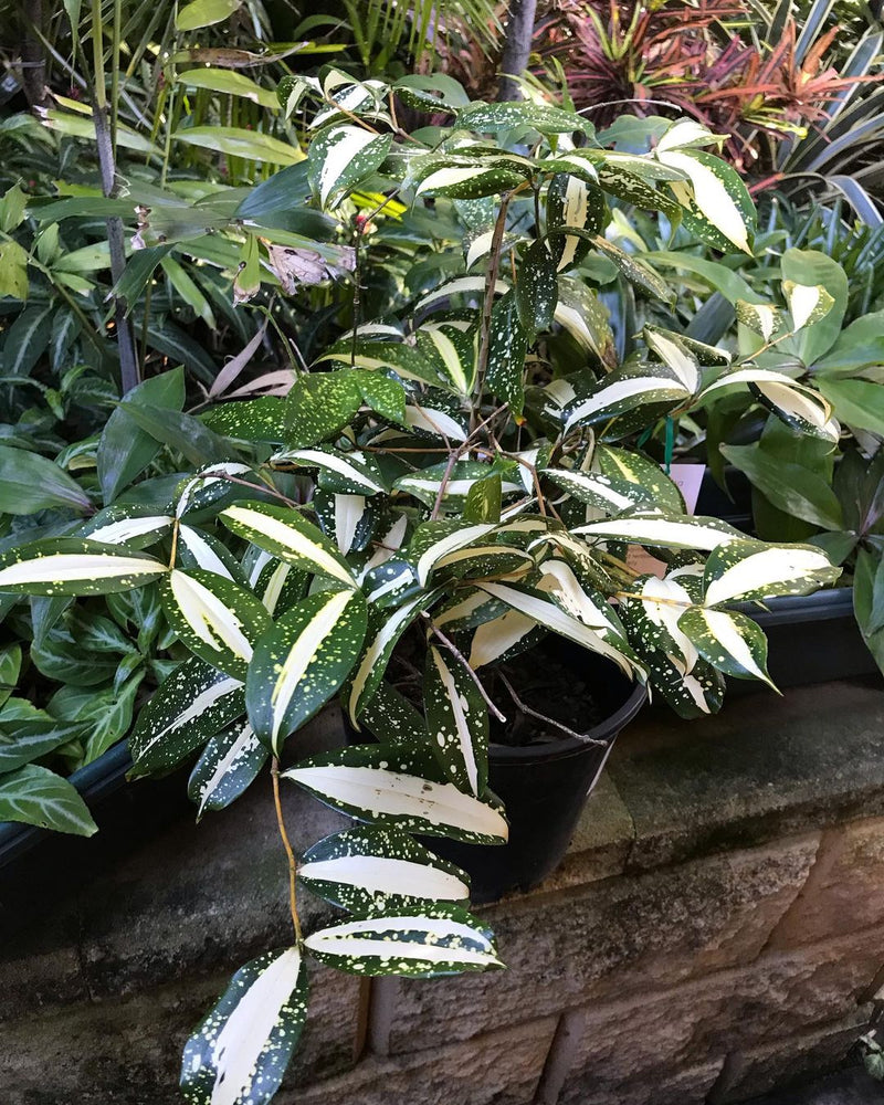 12 Dracaena Milky Way Variegated