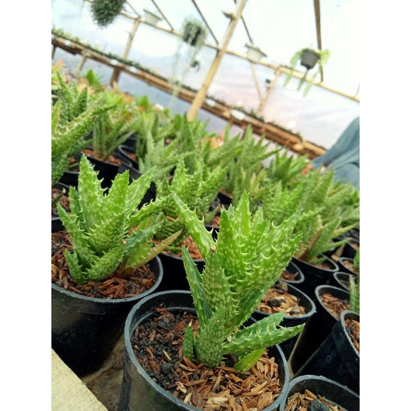 Aloe Juvenna