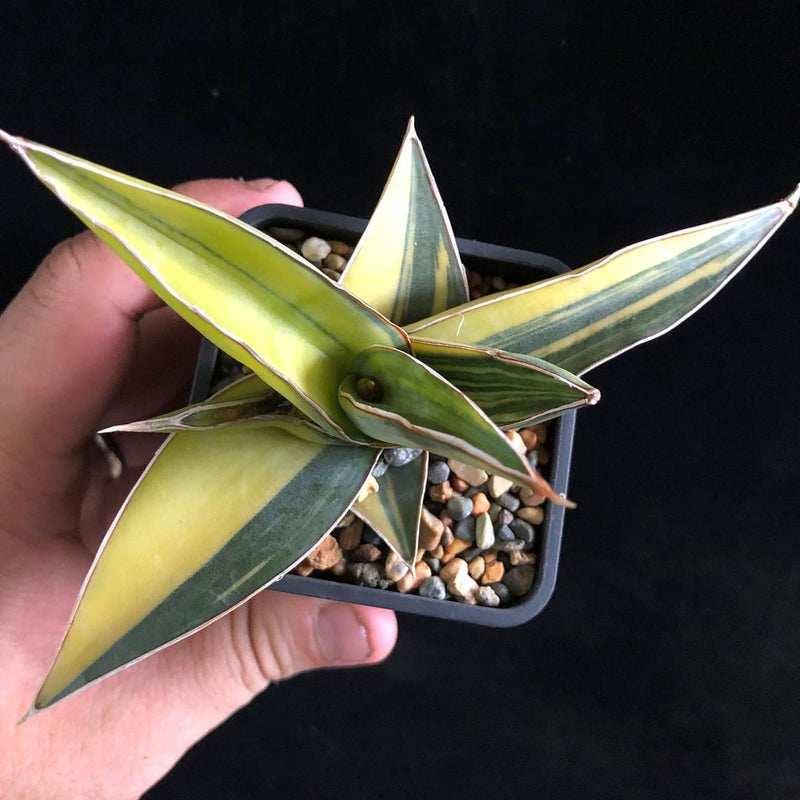 Sansevieria Johannesburg Variegated