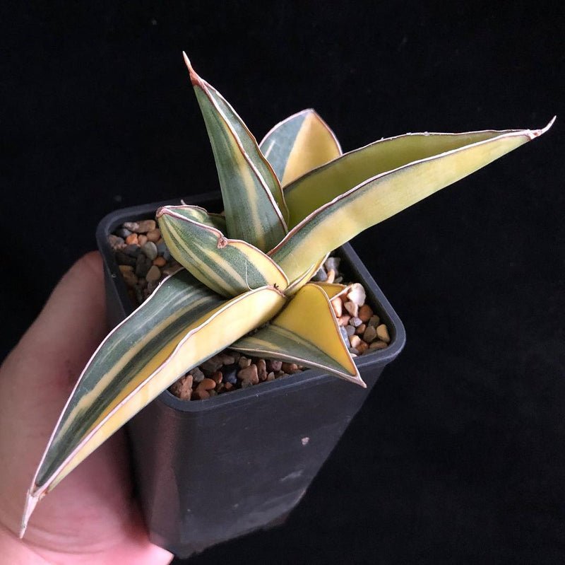 Sansevieria Johannesburg Variegated