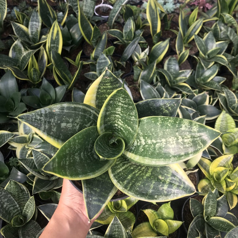 Sansevieria Dwarf Laurentii