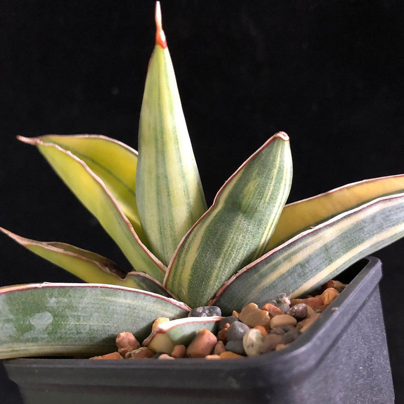 Sansevieria Johannesburg Variegated