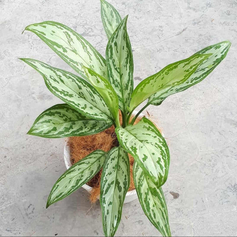 Aglaonema Araceae Variegated (Sri Rejeki)