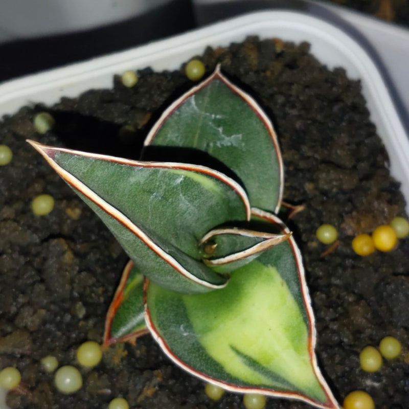 Sansevieria Johannesburg Thailand Variegated