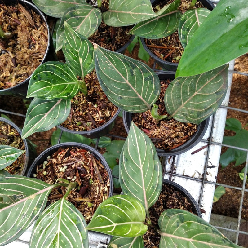 Aglaonema Rotundum X Tricolor