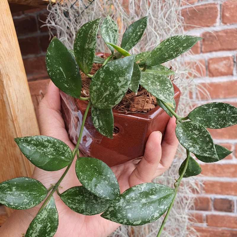 Hoya Lacunosa Super Splash