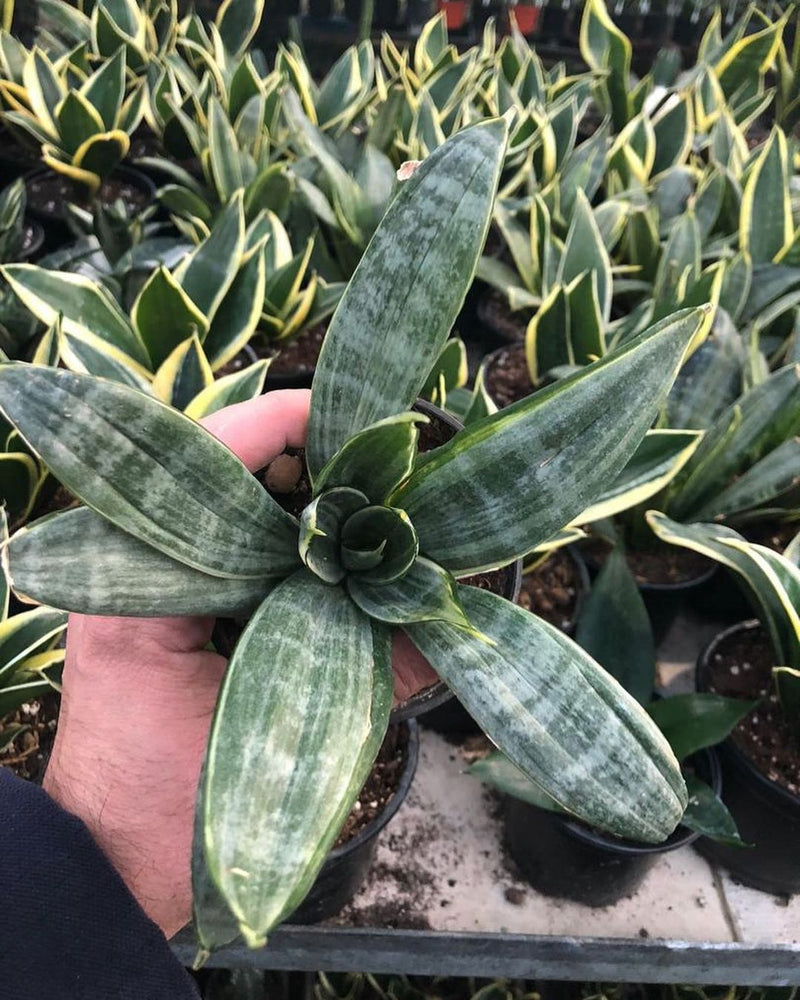 Sansevieria Silver Frost