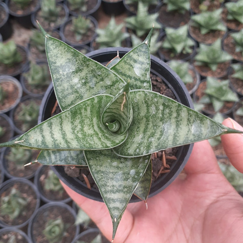 Sansevieria Motomo x Cordova