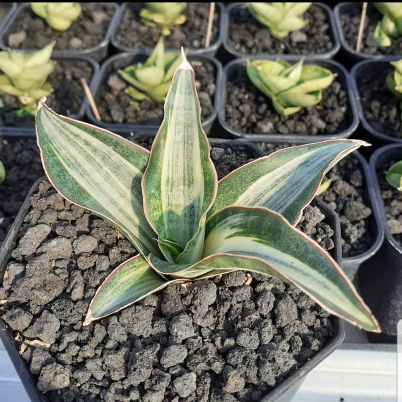 Sansevieria Silver Rose