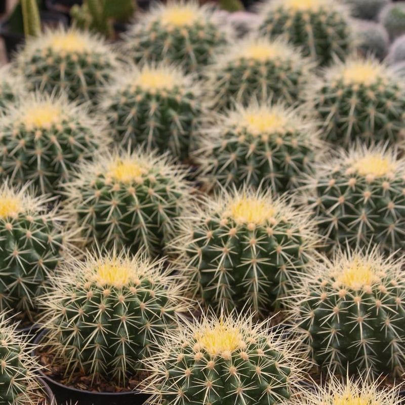 Eechinocactus grusonii cactus golden barrel