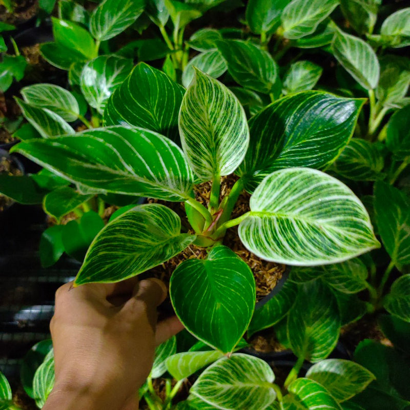 Philodendron Birkin