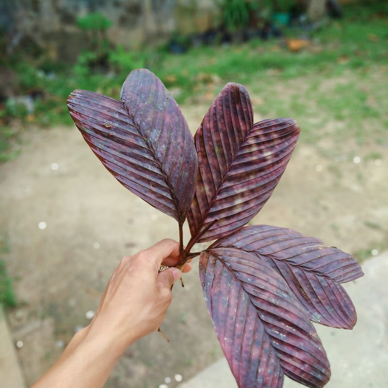 Palm Pinanga Veitchii / Palm Red Borneo