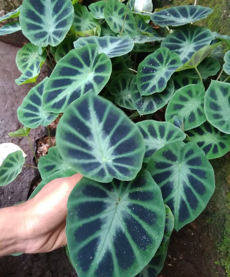 Colocasia dark shadow