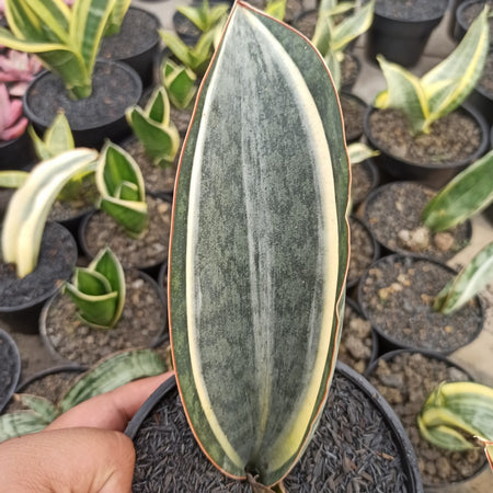 Sansevieria Masoniana Variegated