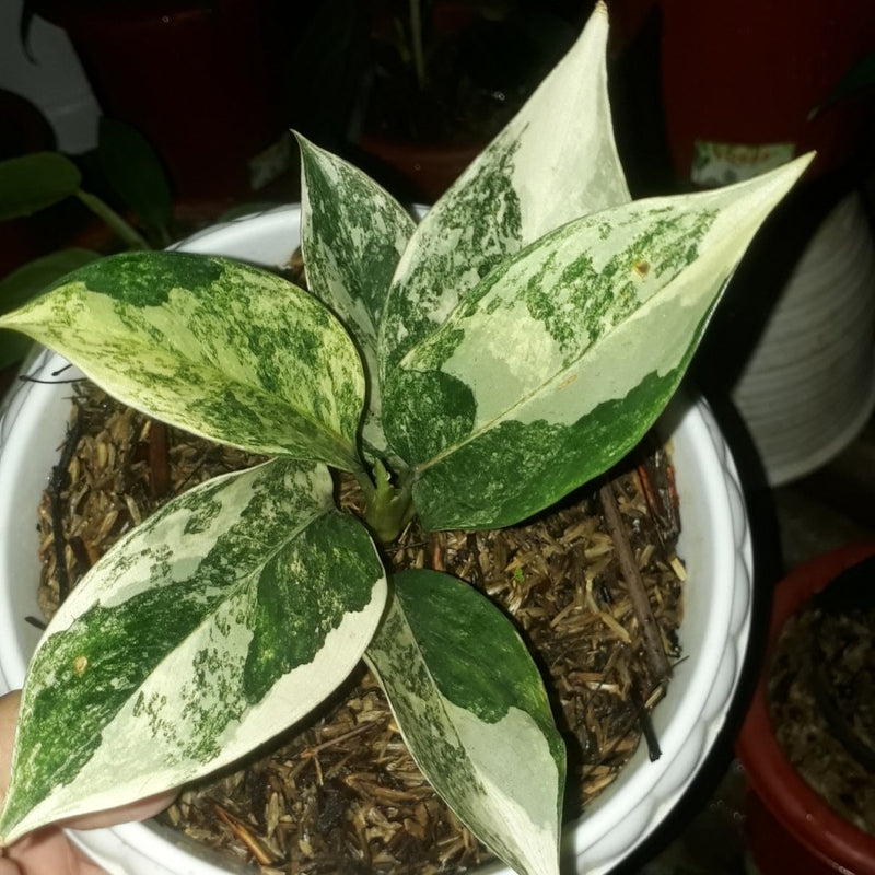 Aglaonema Siam Jade Variegated