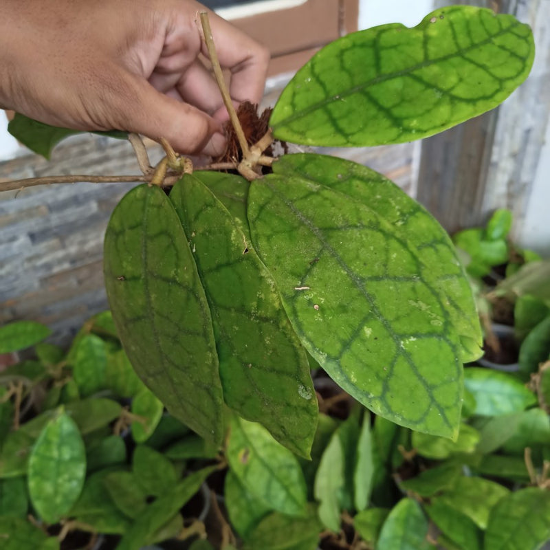 Hoya AFF Lambii Sp Borneo