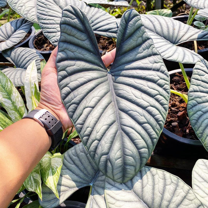 Alocasia Nebula