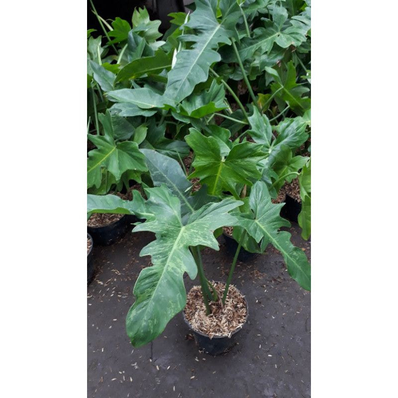 12 Philodendron Golden Dragon Variegata