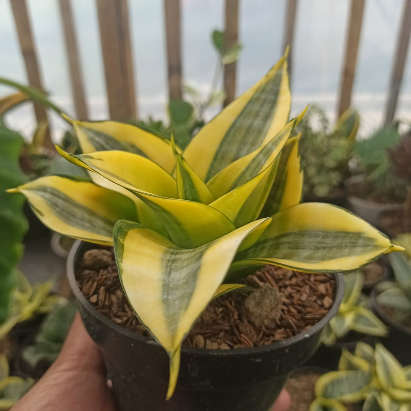 Sansevieria Hahnii Philippine Variegated